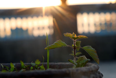 Close-up of plant growing outdoors