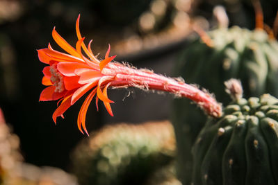 Close-up of red flowering plant