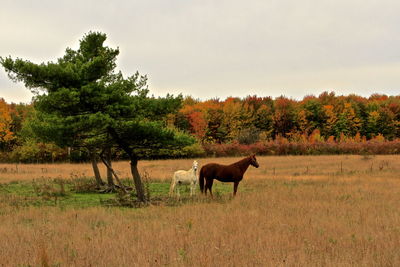 Horse standing on field against trees
