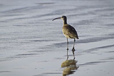 Bird on sea shore