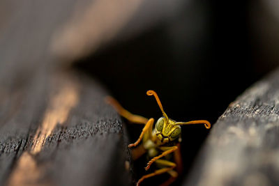 Close-up of insect