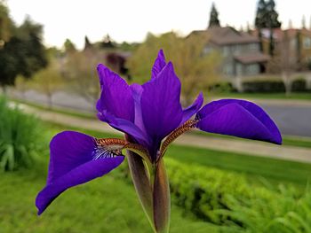 Close-up of purple iris flower on field