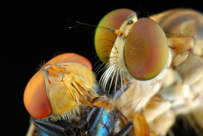 Mini robber fly with prey