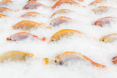 High angle view of fish on ice at market stall