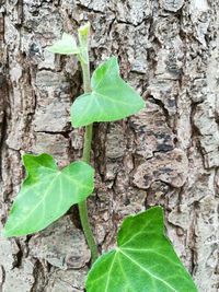 Close-up of green leaves on tree trunk