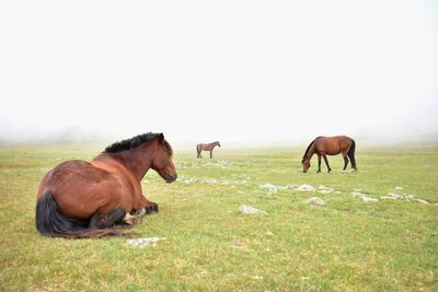 Horses on field against clear sky