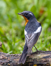 Close-up of bird perching on tree