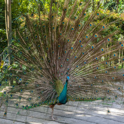 View of peacock