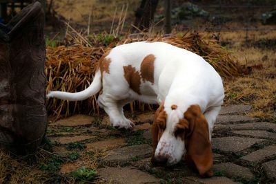 Basset hound sniffing on footpath