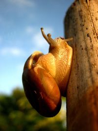 Close-up of snail on tree