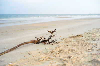 Closeup broken old branch on the sand with horizontal line of seascape in background