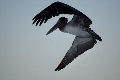 Low angle view of a bird flying