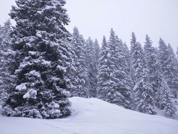 Snow covered pine trees in forest against sky