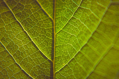 Full frame shot of green leaves