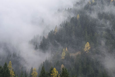 Panoramic shot of trees on landscape against sky