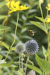 Close-up of bee pollinating on flower