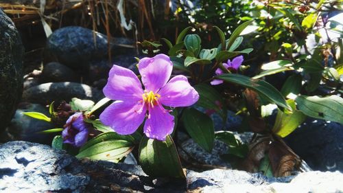 Close-up of pink flowering plant