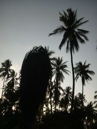 palm tree