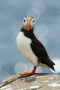 Close-up of bird perching on rock