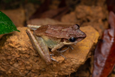 Close-up of frog on rock