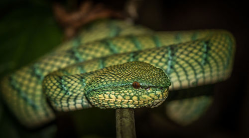Close-up of snake on branch at night
