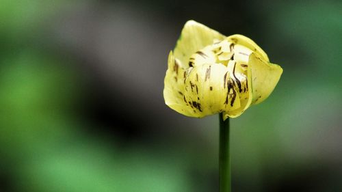 Close-up of yellow flower