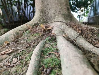 Close-up of tree trunk in forest