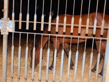 Close-up of horse