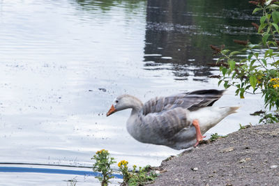 Side view of a duck at lakeshore