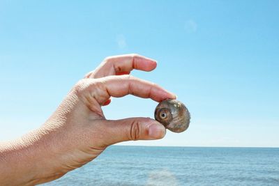 Cropped hand of person holding animal shell against sea