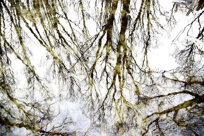 Low angle view of trees