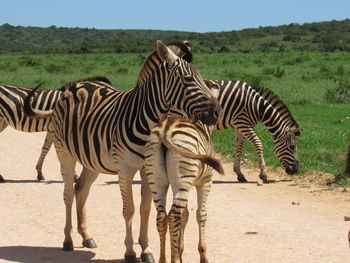 Zebras standing in a field. mam and son.