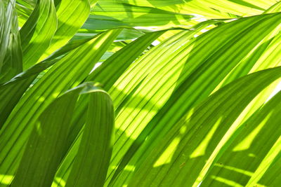 Close-up of palm leaf