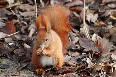 Close-up of squirrel on leaves