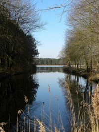 Reflection of trees in water