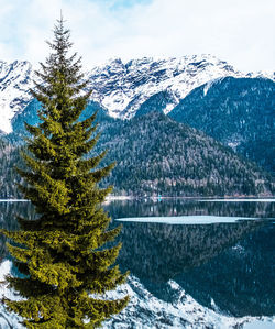  mountain landscape in abkhazia. spruce against  background of caucasus mountains and lake ritsa