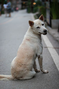 Dog sitting on road