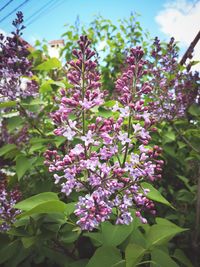 Close-up of pink flowering plant