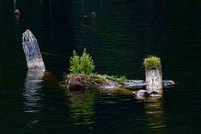 Turtle swimming in lake