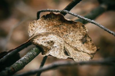 Close-up of dried plant