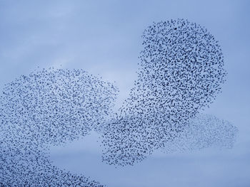 Low angle view of birds flying against sky