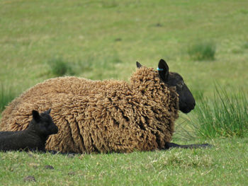 Sheep on field