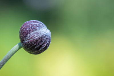 Close-up of flower bud