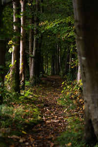 Trees in forest