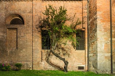 Ivy growing on brick wall