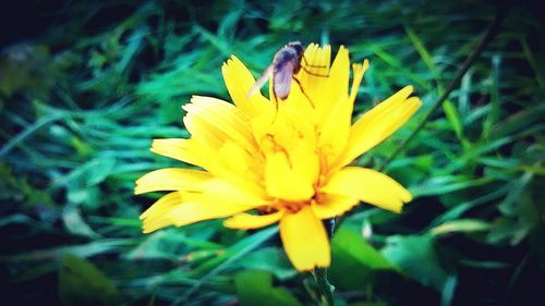 Close-up of yellow flower