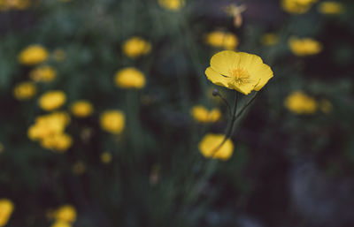 Close-up of yellow flowering plant