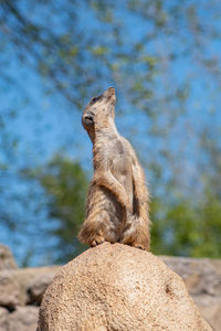 Meerkat, suricata suricatta or suricate, small mongoose in southern africa in its natural habitat