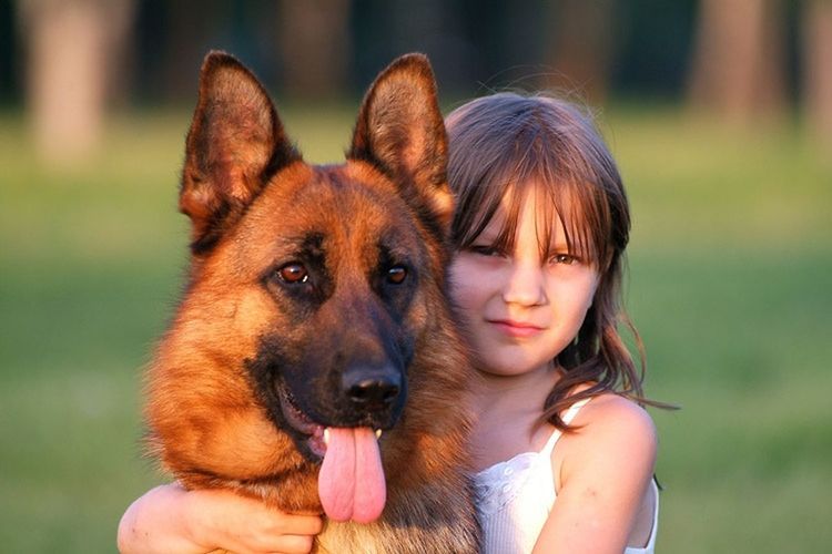 pets, one animal, dog, friendship, looking at camera, close-up, happiness, outdoors, portrait, smiling, animal themes, day, animal, domestic animals, one person, german shepherd, nature, cheerful, grass, young adult, people, mammal, human body part, human hand, adult