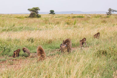 Baboons on a field